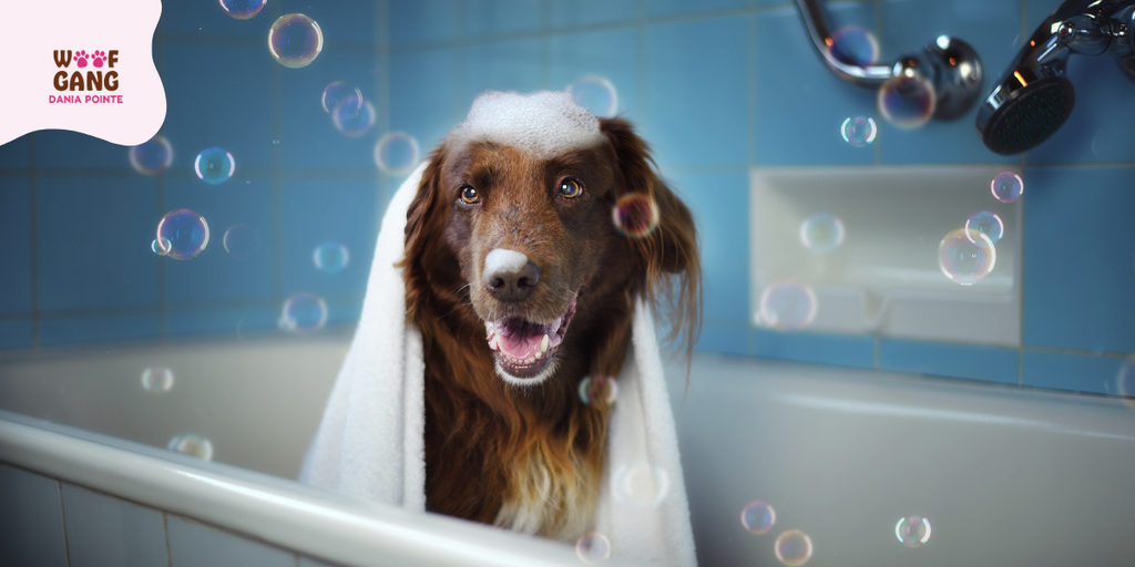 Essential pet grooming supplies for your home