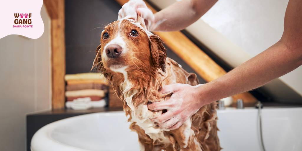 The Dog Bath at Home – A Vacation Necessity!