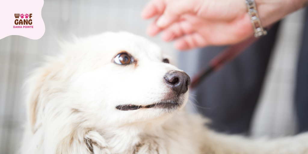 Helping Scared Dogs Overcome Bath Time Anxiety