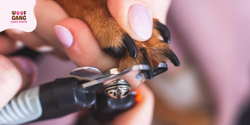 Navigating Dog Nails Care: Expert Insights