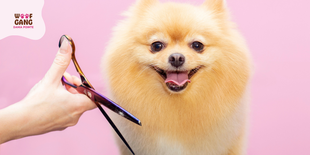 The art of canine grooming: A comprehensive guide for pet owners