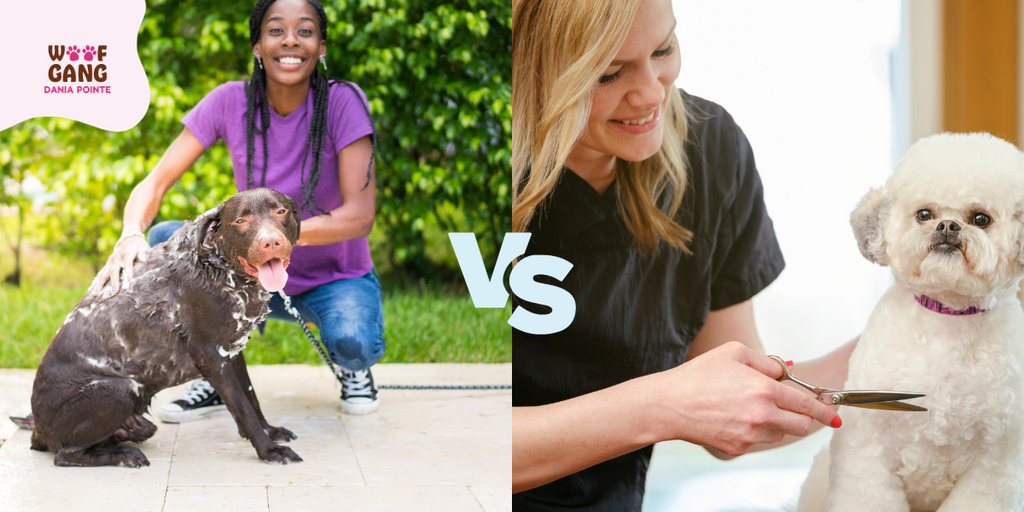 DIY dog grooming vs. Professional services